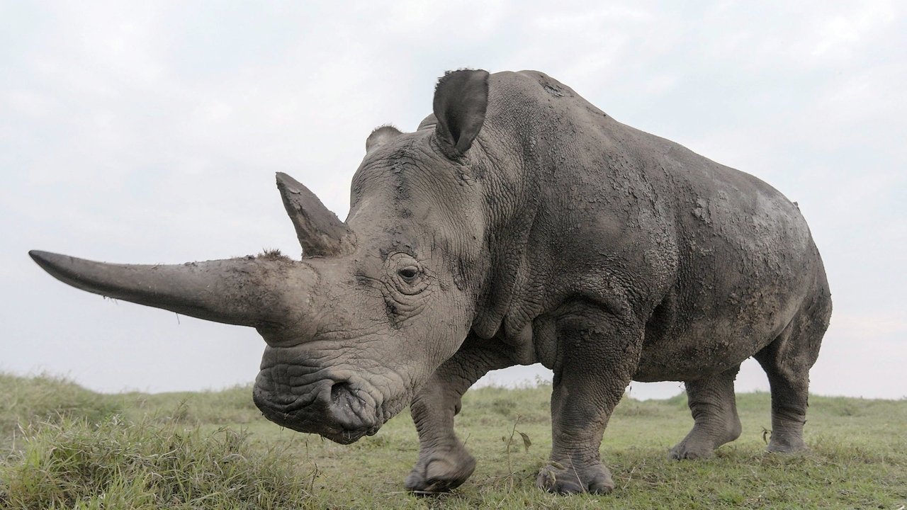 دانلود فيلم The Last Rhinos: A New Hope 2025 | آخرین کرگدن‌ها: امیدی تازه