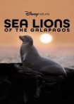 دانلود فيلم Sea Lions of the Galapagos 2025 | شیرهای دریایی گالاپاگوس