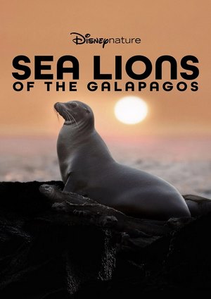 دانلود فيلم Sea Lions of the Galapagos 2025 | شیرهای دریایی گالاپاگوس